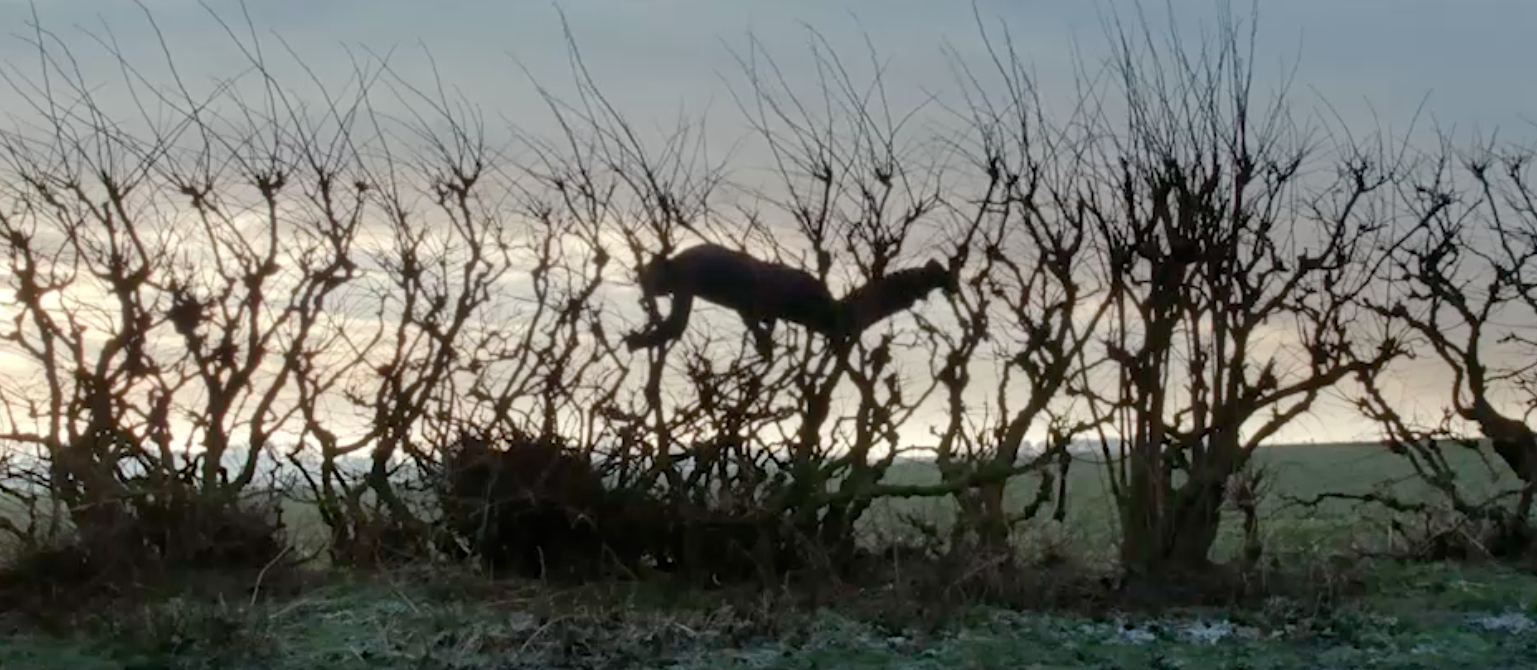 Andy Goldsworthy in Leaning Into the WInd