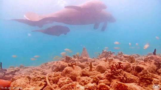 three manatees fish swimming reef blue water corals