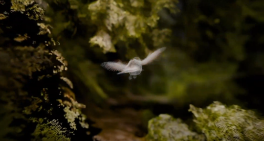 video still of a bird flying in mid-air